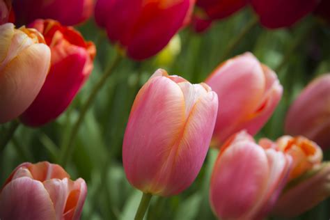 Close Up Photo Of Tulip Flowers Tulips Hd Wallpaper Wallpaper Flare