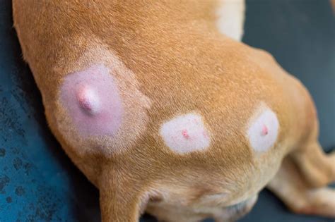13 Pictures Of Dog Tumors Cysts Lumps And Warts Bubbly Pet