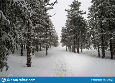 Snow Covered Coniferous White Forest After Night Of Snowfall And A