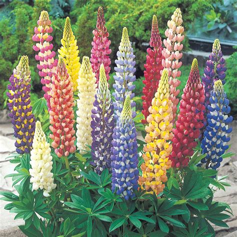 Lupines Shop Lupines For Sale Today Brecks