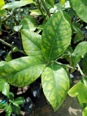The deficiency will work itself up toward the middle and upper section of the leaves. Magnesium Deficiency | Plant Disease Library