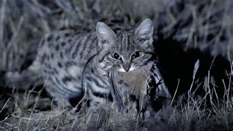 Meet The Deadliest Cat On The Planet Nature Wliw
