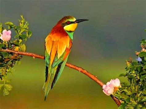 Cool Pictures Images And Photos For Facebook Awesome Birds Profile Pics