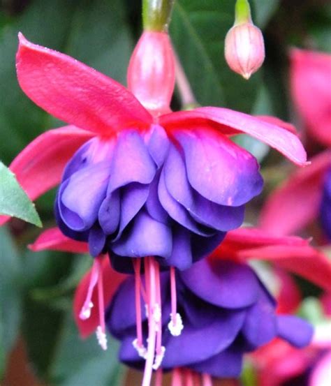 One Of The Few Double Fuchsias That Is Cold Hardy Award Winner Fuchsia