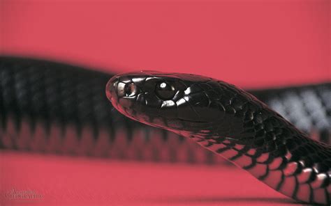 Black Snake Hd Wallpapers Top Free Black Snake Hd Backgrounds