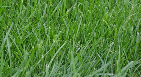 The Best Grass Seed For Georgia Lawns Essential Home And Garden