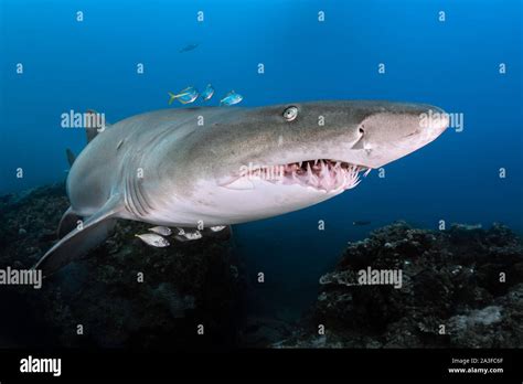 Grey Nurse Shark In Mooloolaba Sunshine Coast Australia Stock Photo