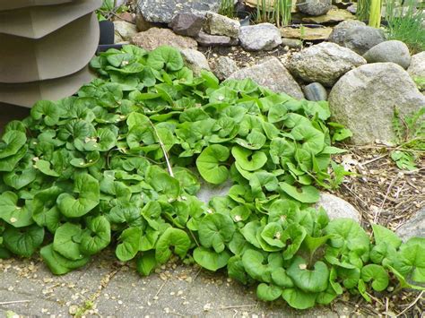 Asarum Canadense Canada Wild Ginger Lincoln Landscaping
