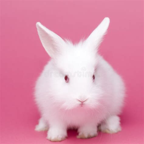 Cute White Baby Rabbit Stock Photo Image Of Bunnie