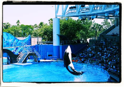 Whale Show Was Great Fun Review Of Seaworld Orlando Orlando Fl