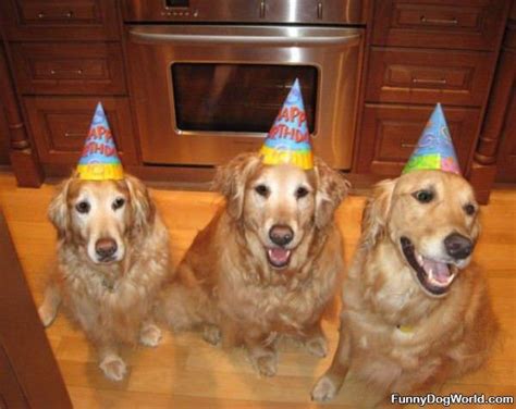 The advantage that images have is that they're direct. Puppy Cute: Puppy Birthday Party