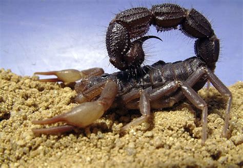 Scorpion is an american dramatic television series, inspired by the true story of walter o'brien (aka scorpion), a genius who recruits other geniuses to help solve complex problems of the world. The World's Most Dangerous Scorpions | Planet Deadly