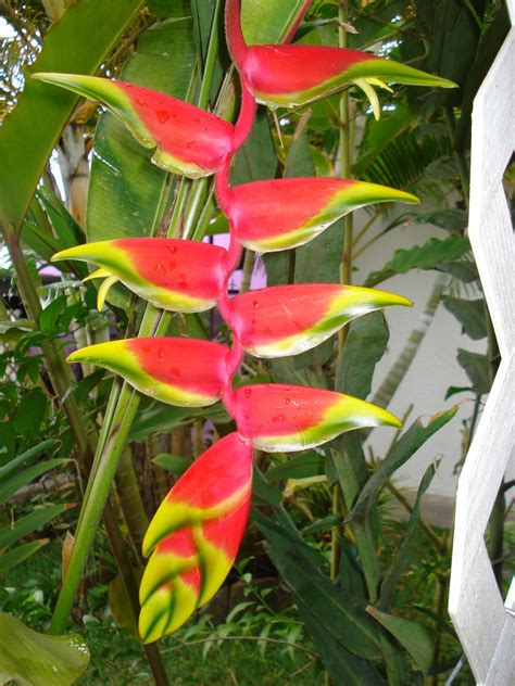 Heliconia Flores Tropical