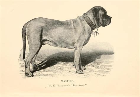 115 Vintage Dog Books On Dvd Breeding Training Pedigree Dogs Canine