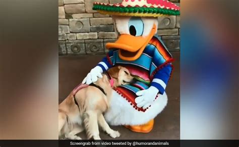 A Service Dog Meets Donald Duck Viral Video Will Make Your Day
