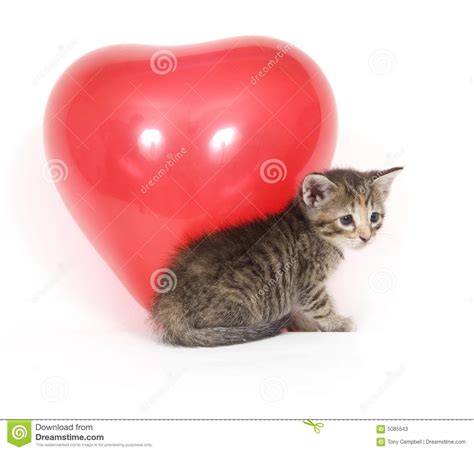 Kitten And Red Balloon Stock Image Image Of Litter Baby