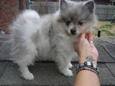 Review how much pomsky puppies for sale sell for below. Baby Puppies for Free | and white baby Pomeranian puppies ...