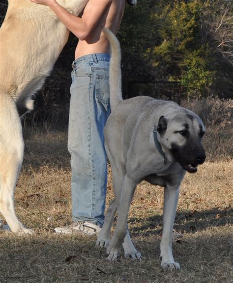 Pitbull vs kangal 2020 & kangal takes down dogo | turkey. Turkish Kangals — Natural Born Guardians