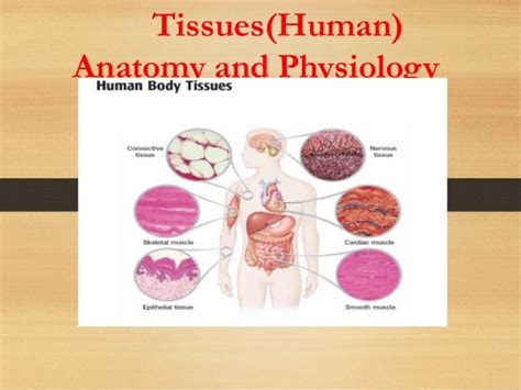 Anatomy And Physiology Of Human Tissuespptx