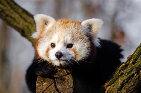 무료 이미지 나무 보케 귀엽다 곰 야생 생물 동물원 빨간 포유 동물 니콘 동물 상 붉은 팬더 구레나룻