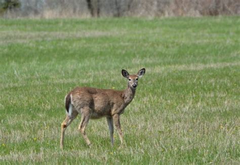 How Long Are Deer Pregnant Pursuing Outdoors