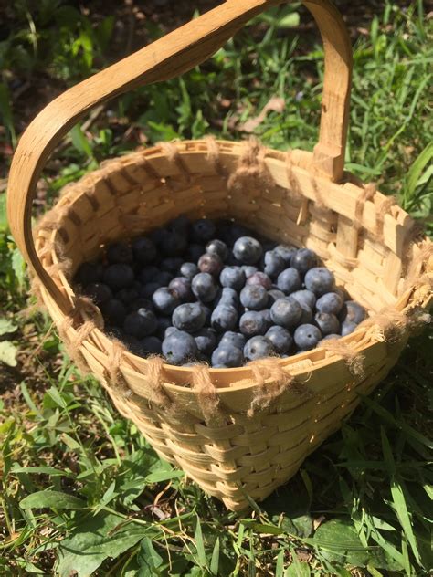 Go Berry Picking With Kids Without Losing Your Mind Ridge Haven