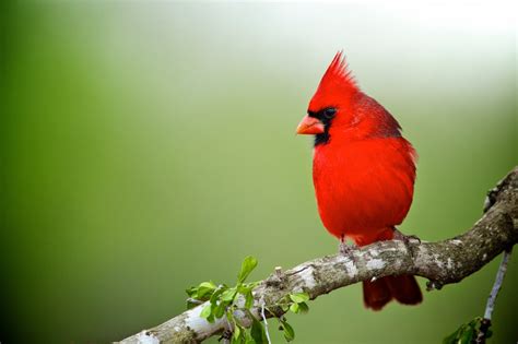 Mindblowing Planet Earth The Northern Cardinal Bird Is A Songbird