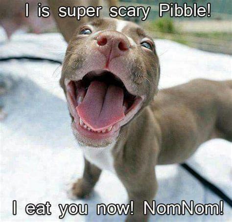 Pitbull Love Cute Animals Pets Puppies
