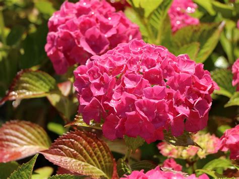 Bauernhortensie Alpenglühen Hydrangea Macrophylla Alpenglühen