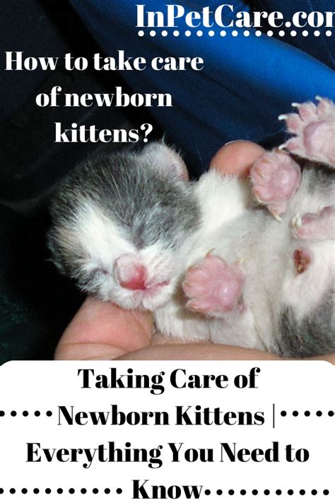 Chartreux Kittens Burmese Kittens Bengal Kittens Cats And Newborns