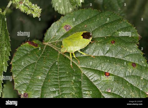 Green Shield Bug Palomena Prasina Resting On Leaf At The Edge Of