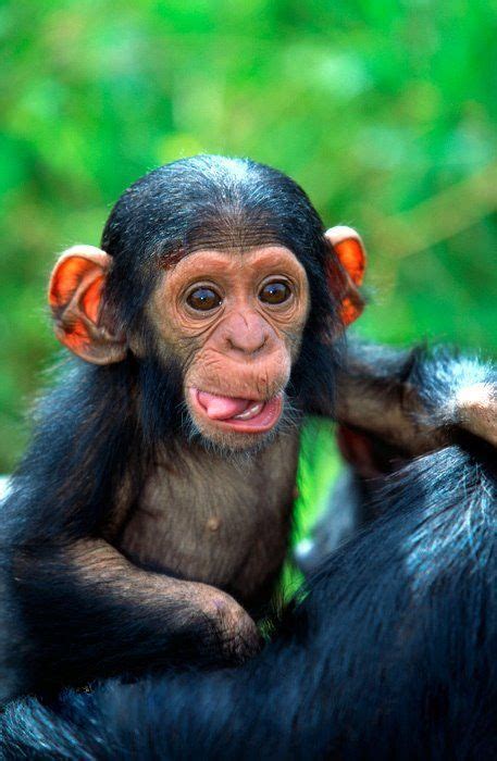 49 Pictures Of Chimps To Brighten Your Day Cute Baby Animals