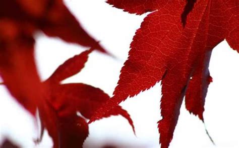 Кленовый лист осень - фото и картинки осенние листья клена, скачать ...