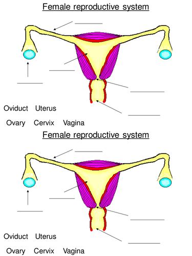 Ks3 Reproduction The Female Reproductive System Teaching Resources