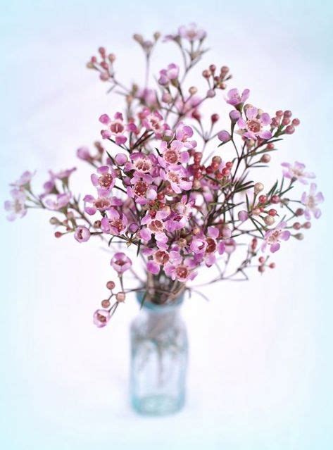 Lavender Waxflower With Images Wax Flowers Pink Wedding Flowers