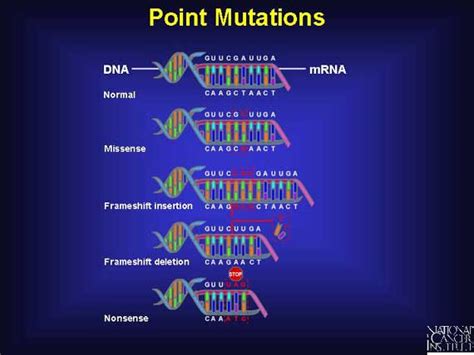 These are known as silent mutations. Lawton's Biology Blog: Protein Synthesis Lab Conclusion