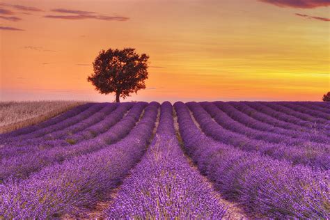 English Lavender Field With Tree At Sunset Valensole Valensole