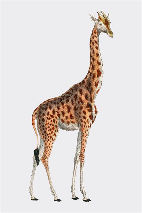 Camelopardis Giraffe The Giraffe 1837 By Georges Cuvier 1769 1832
