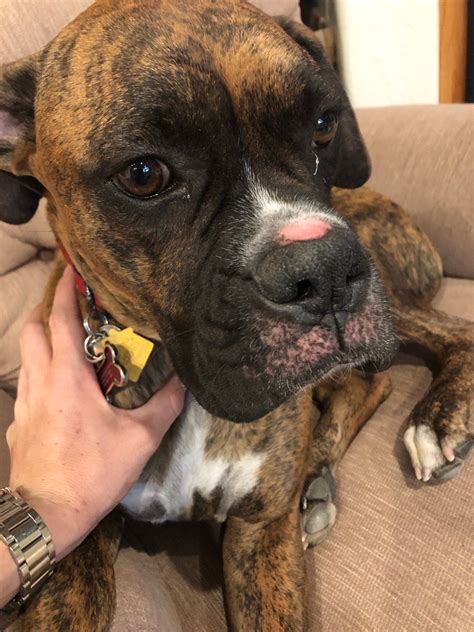Any Ideas On This Chapped Lips Page 3 Boxer Forum Boxer Breed