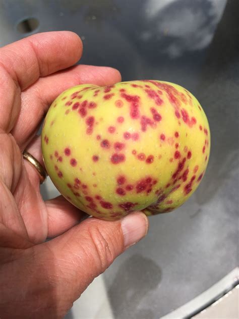 Bright Red Spots On Yellow Apples 468556 Ask Extension