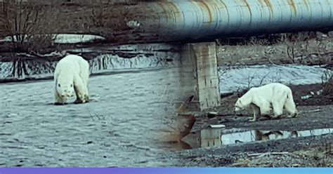 Leaving Its Natural Arctic Habitat Visibly Ill Polar Bear Wanders Into