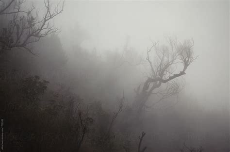 Foggy Forest By Stocksy Contributor Alice Nerr Stocksy