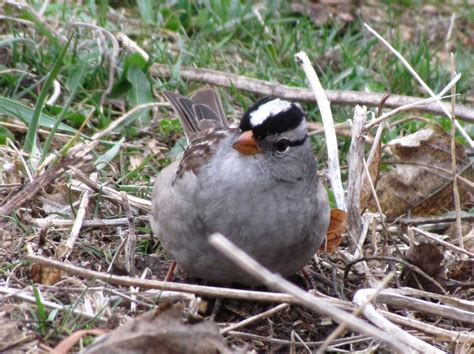 Mostly Birds I Love Spring Migration