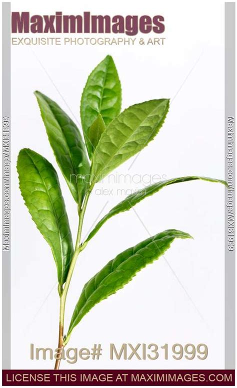 Photo Of Camellia Sinensis Green Tea Plant Leaves Stock Image Mxi31999