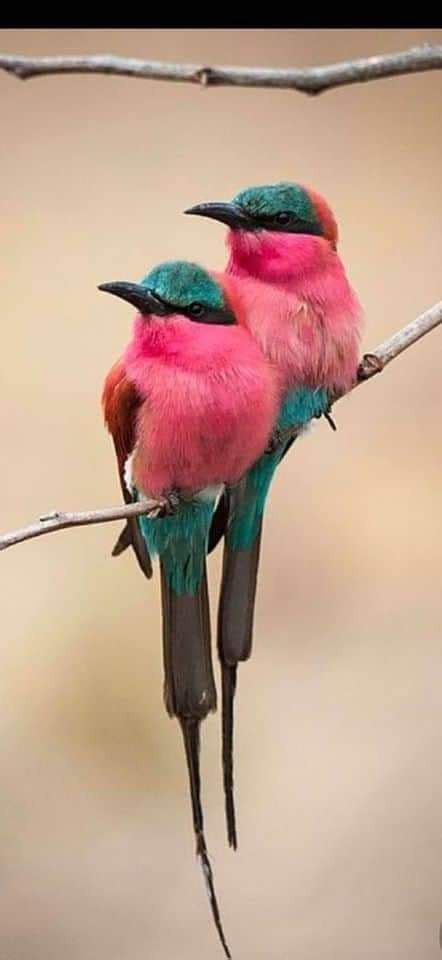 two colorful birds sitting on top of a tree branch with their beaks touching each other