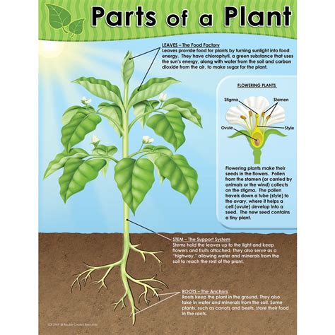 Parts Of A Plant Chart Tcr7649 Teacher Created Resources