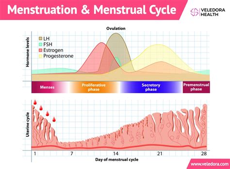 What Causes Your Period Cycle To Shorten