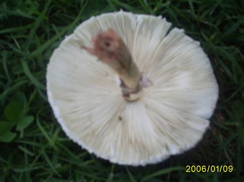 Big White Wild Mushroom Mushroom Hunting And