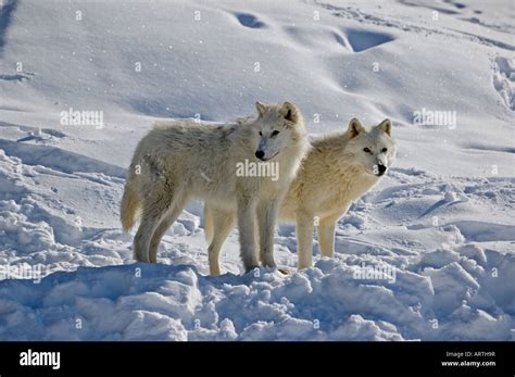 A Pair Of Arctic Wolves Stock Photo Alamy
