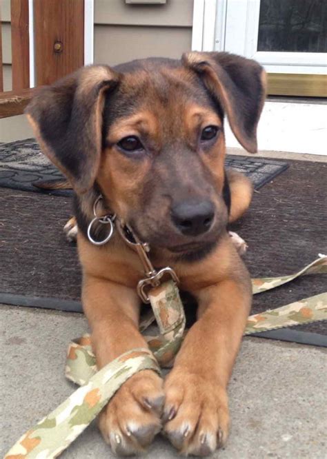 Coonhound Puppy Mix Redbone Coonhound Dog Breed Information The
